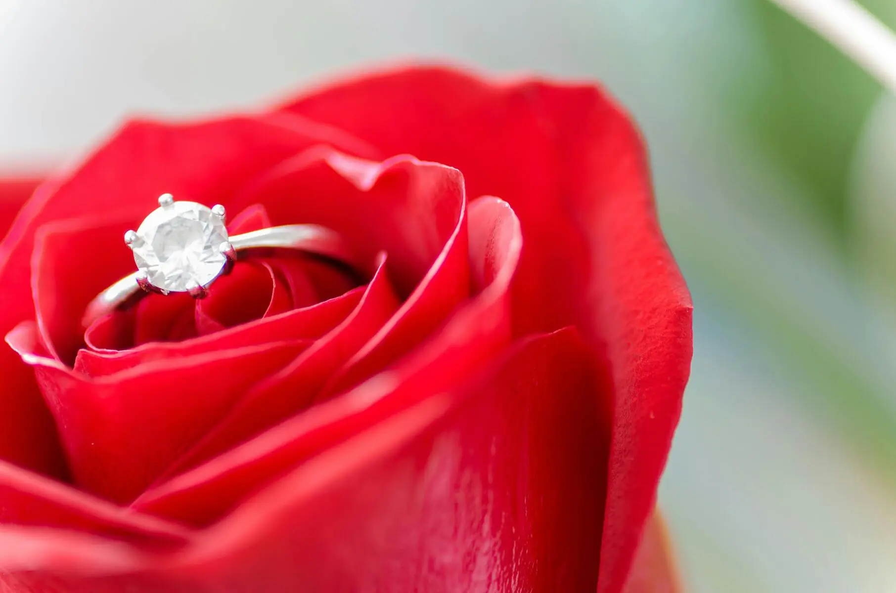 Cheap Engagement Ring in a Rose