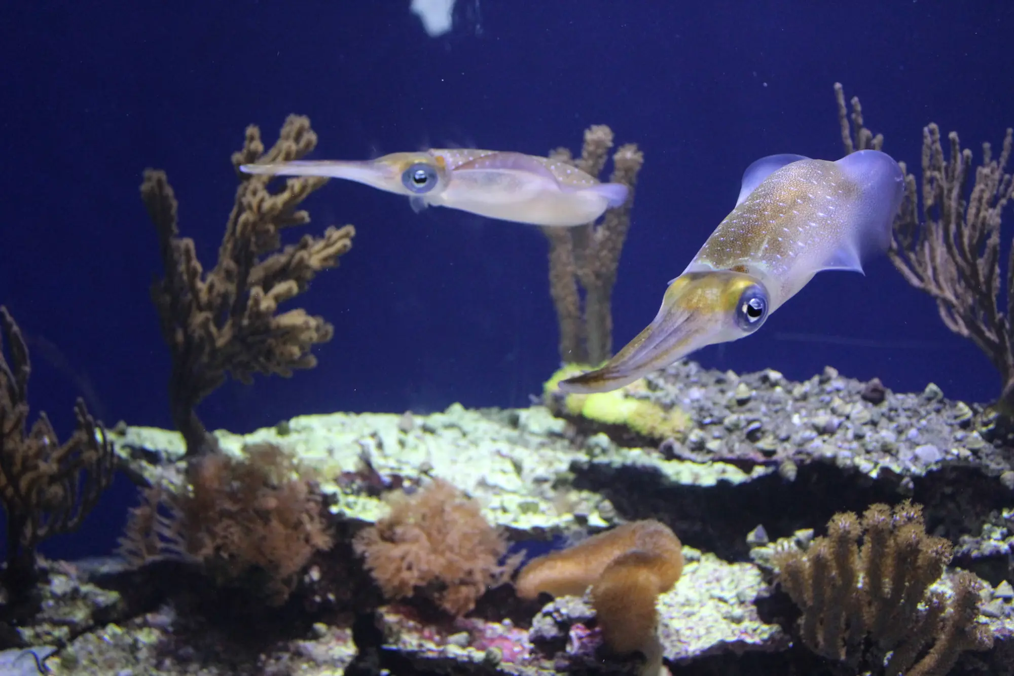 Monterey Bay Aquarium 