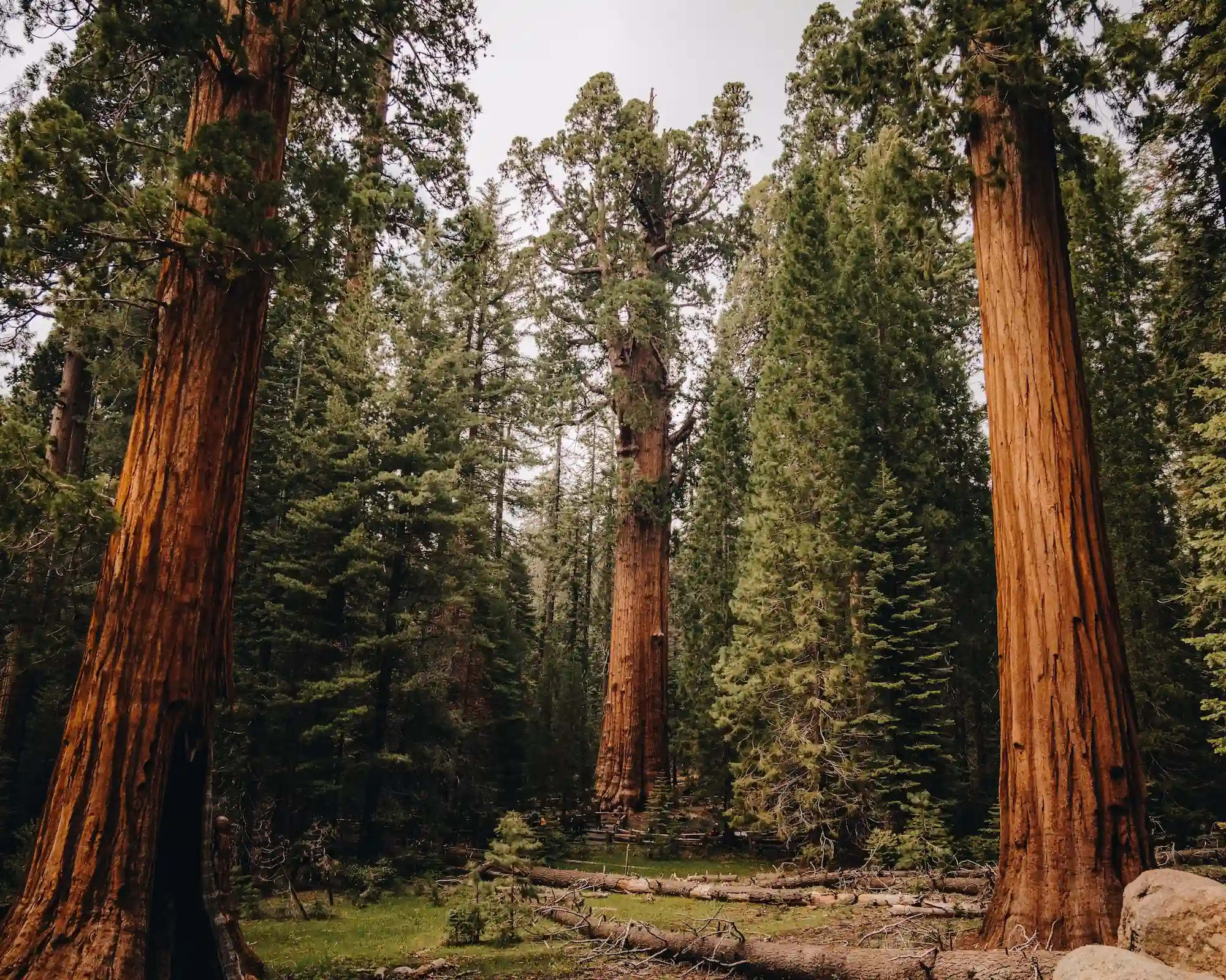 Sequoia National Park